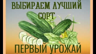 Обзор теплицы с огурцами. Выбираем лучший сорт в нашей теплице.