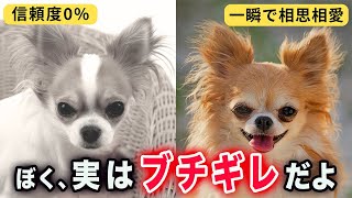 チワワが「実は嫌いな人」に見せるサイン。2025年最新の改善術