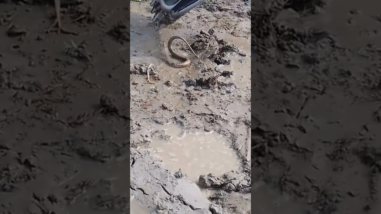 Fight Snake vs Excavator Bucket 