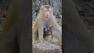 Really cutie and Lovely newborn baby monkey??❤️ part401 short monkey babymonkey