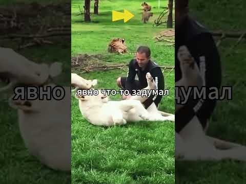 Леопард нападает на человека а Тигр защищает #природа #дикаяприрода #тигровыйглаз #леопард #засада