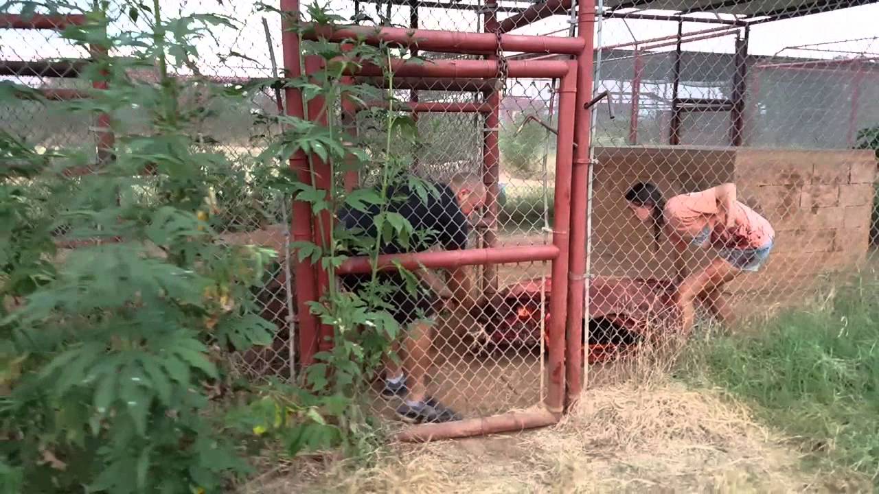 leopard print Feeding time CARE muscles