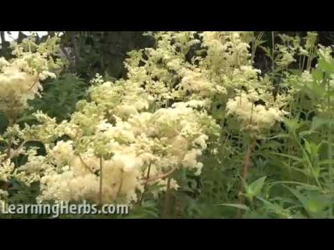 Vídeo: Meadowsweet O Meadowsweet (Filipendula): Curador Perfumat