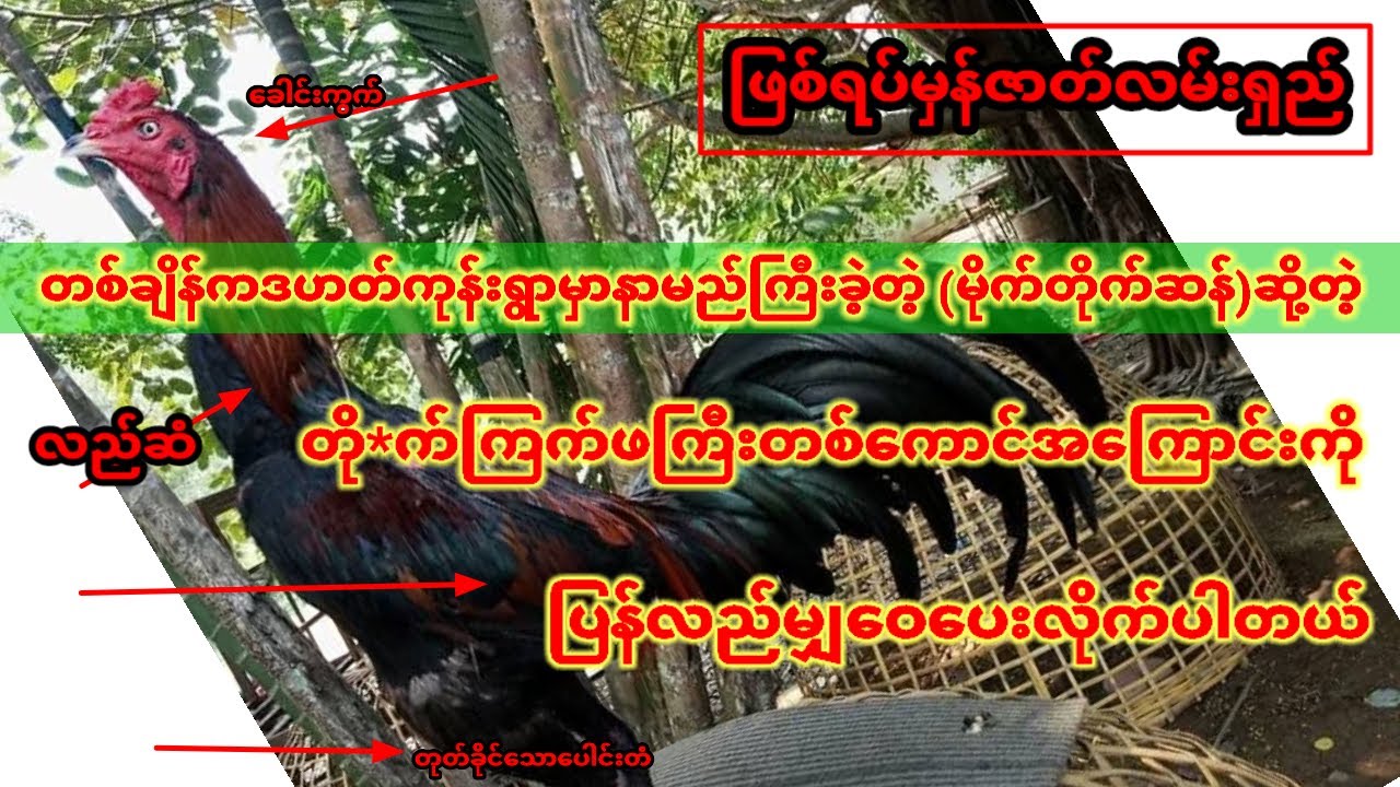 ဒဟတ်ကုန်းရွာမှာနာမည်ကြီးခဲ့( မိုက်တိုင်ဆန်)ဆို့တဲ့တို*က်ကြ*က်ဖကြီးတစ် ကောင်အကြာင်း