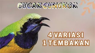 CUCAK CUNGKOK GACOR VARIASI TEMBAKAN, MASTERAN, PANCINGAN #5 #cucakcungkokgacorfulltembakan