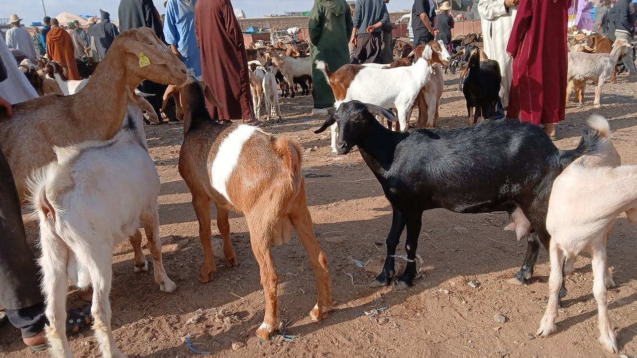 مباشرة معكم من السوق الحد المنابهة تاريخ اليوم 13\7\2025\#cat #اكسبلور #تيك_توك #الدارالبيضاء