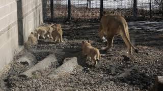 The Lion Cubs Go Outside For The First Time