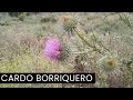 Cardo borriquero (Onopordum corymbosun).