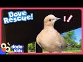 Sisters Rescue A Baby Dove Who Won&#39;t Leave! | Dodo Kids | Rescued!