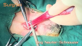 Whole Procedure of Dog Neuter Surgery | Ultrasonic Scalpel Use Case | Schnauzer Neutering Video