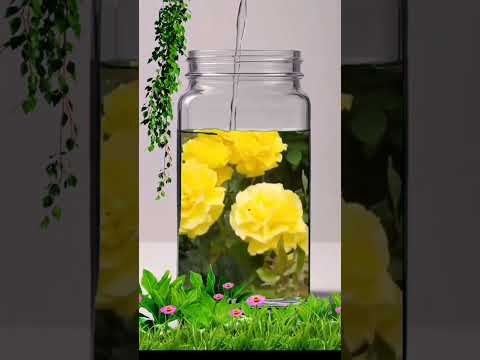 ورد الجوري الأصفر ورد أزهار حدائق ورود     