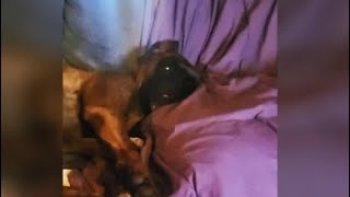Viral Video: एक आंख खोलकर सोता है ये कुत्ता, कुत्ते का ऐसा चेहरा देख डर जाते हैं लोग