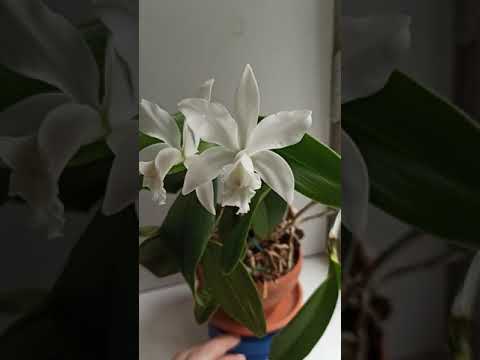 Vidéo: Hybride Cattleya