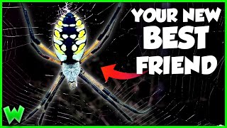 This Spider Will CURE Your Arachnophobia  The Garden Spider