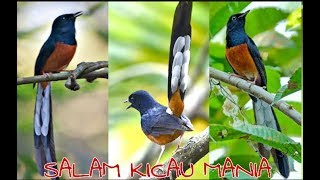 Mengintip Aksi Gila Kicauan Burung Murai Batu Di Alam Liar