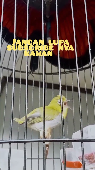 Pleci Buxtoni Sumatra #masteranplecitembakan #pleci #plecimaniaindonesia #kicaumania