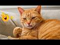 Funny Cats Compilation 2026🐈| TRY NOT TO LAUGH – Hilarious Cat Moments You Can’t Ignore 🤣🐱