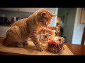 CATS BEING …,FOR 10 MINUTES straight 