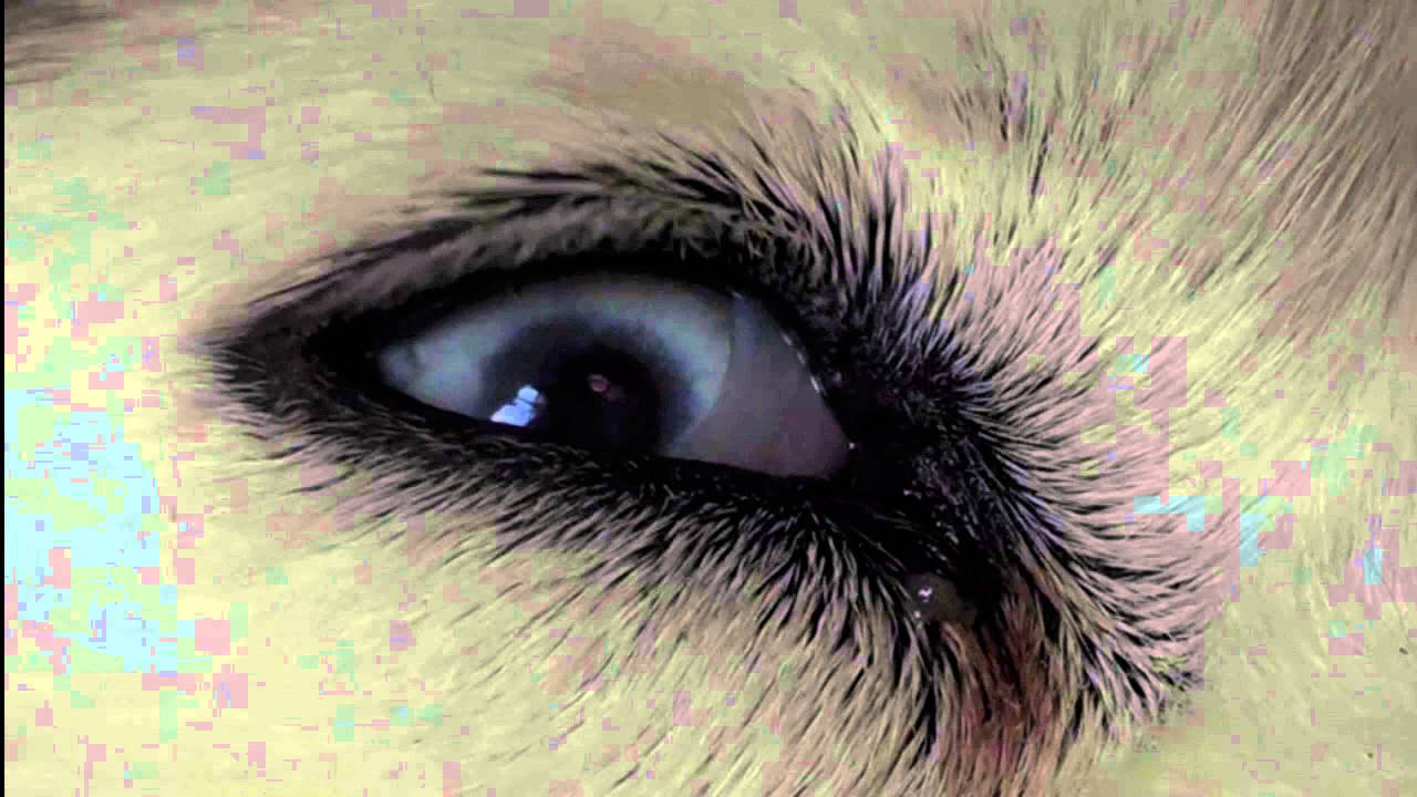 Tobias Preisig & Stefan Rusconi - Gilliane