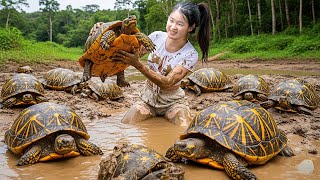 Harvesting Big Turtles The Stream Sell at Country Market How to Process Turtle l Ella Daily Life