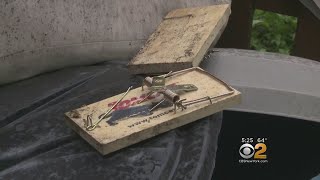 Rats Taking Over New Jersey Neighborhood, Residents Say