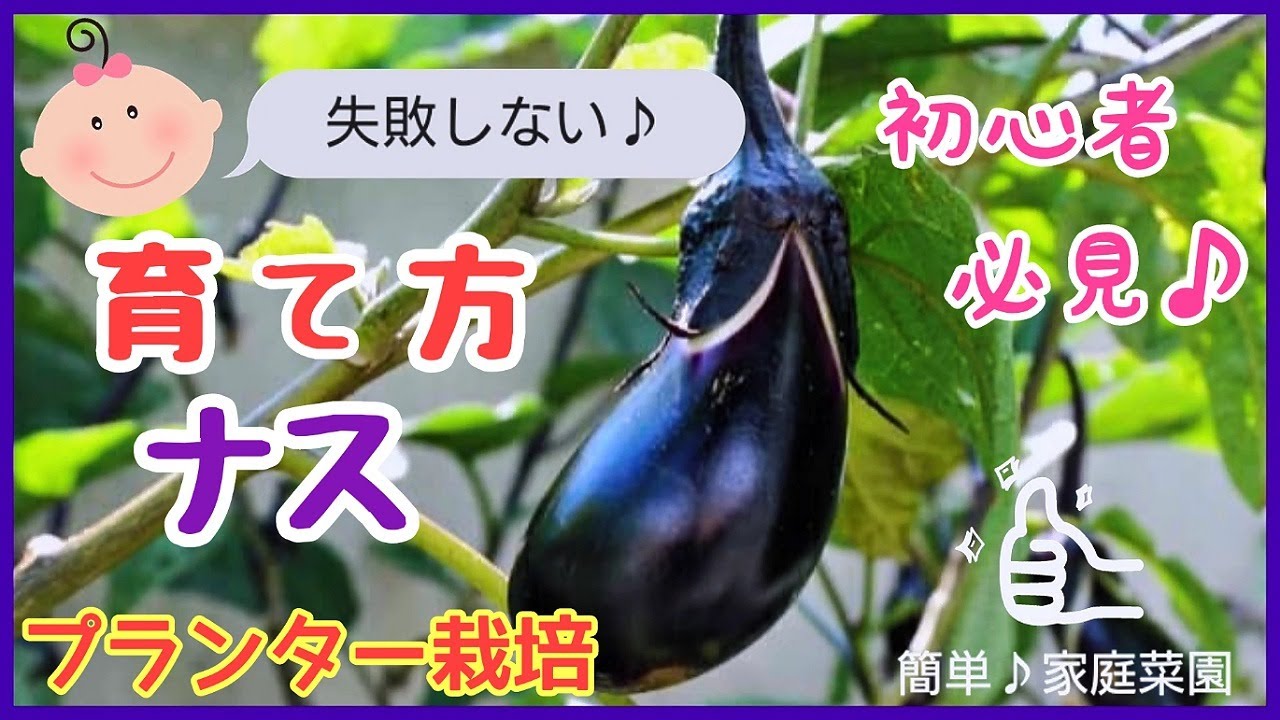 なす 栽培 初心者