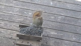 1St Of March 2024 Squirrels Being Fed