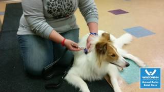 Featured Product Thunderleash