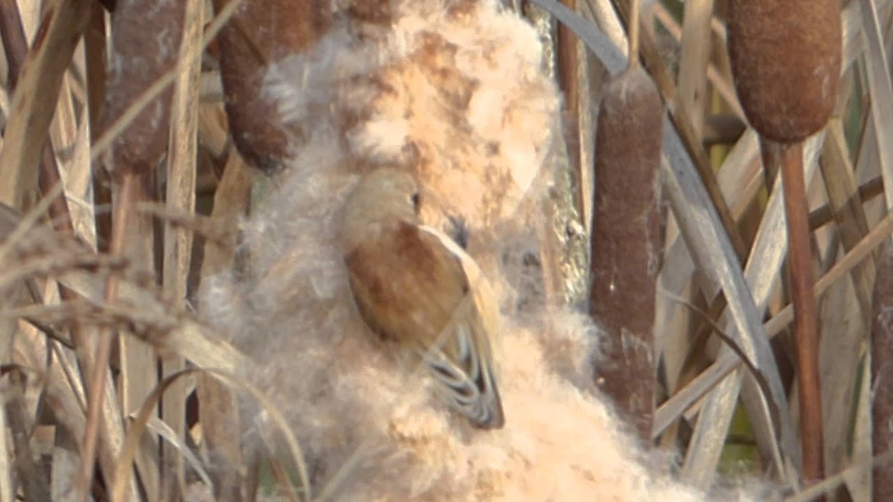 Buidelmees - Remiz pendulinus