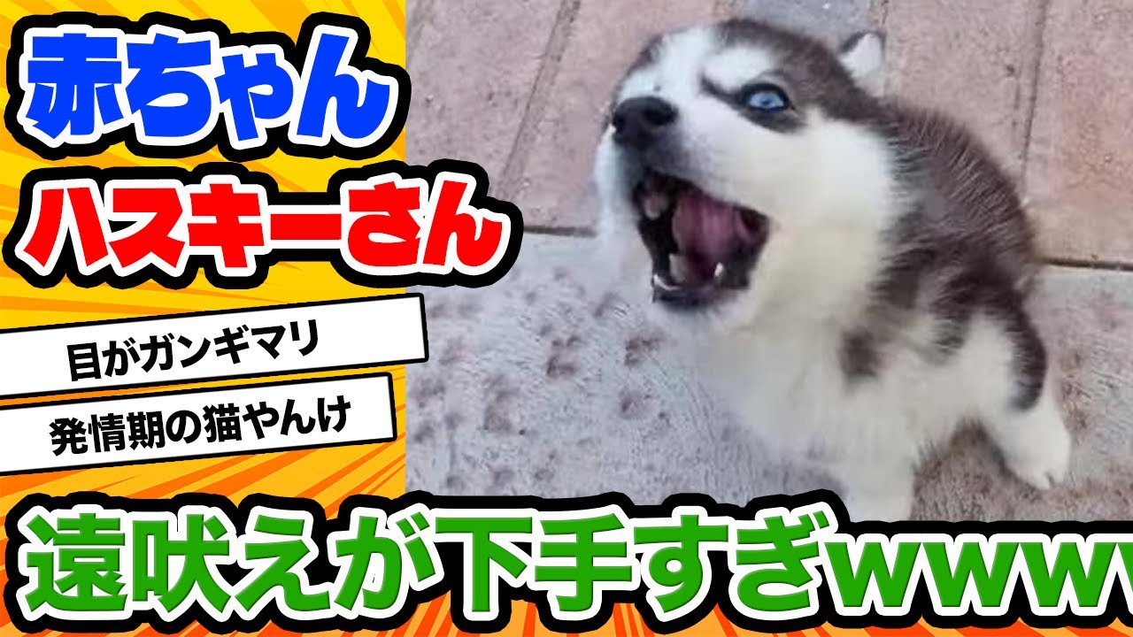 【2ch動物スレ】シベリアンハスキーの赤ちゃんの初めての遠吠えが可愛すぎる