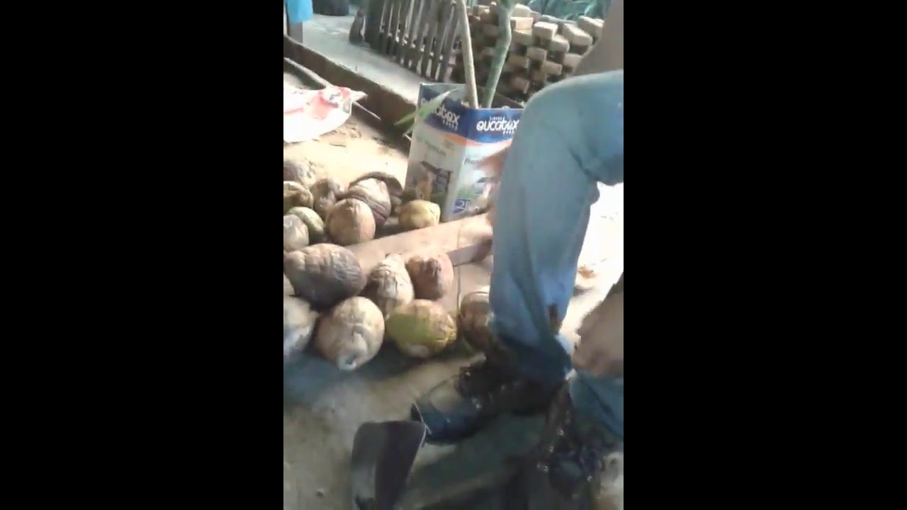 Como descasca coco na enchada.