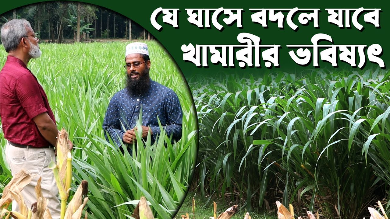 1143- গরু পালন করতে চাইলে এ ভিডিও আপনার জন্য-র.ই মানিক চিত্রপুরী।  R.I.Manik.Chitrapuri Krishichitra