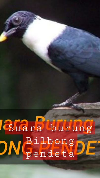 suara burung bilbong pendeta