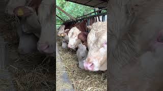 Danalara ciğer ilacı #dana #ilaç #sağlık