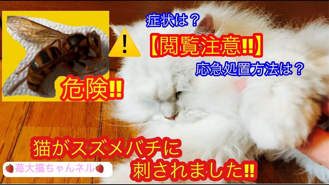 閲覧注意 猫がスズメバチに刺されました 危険 蜂に刺された症状や応急処置方法もご紹介します A Cat Was Stung By A Wasp 保護猫の癒しの日常 Youtube 閲覧注意 猫がスズメバチに刺されました 危険 蜂に刺された症状や応急処置方法もご紹介します A Cat Was Stung By A Wasp 保護猫の癒しの日常 Youtube