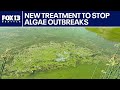 New treatment to stop blue-green algae outbreaks | FOX 13 Seattle