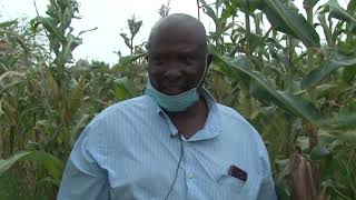 PINEAPPLES IN MAGARINI, KILIFI COUNTY