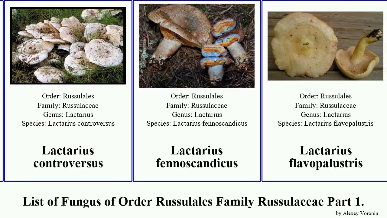 List of Fungus of Order Russulales Family Russulaceae Part 1. lactarius cap milk grass bloody Fuse