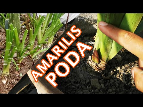 Video: Cómo Lograr La Floración Anual De Amarilis