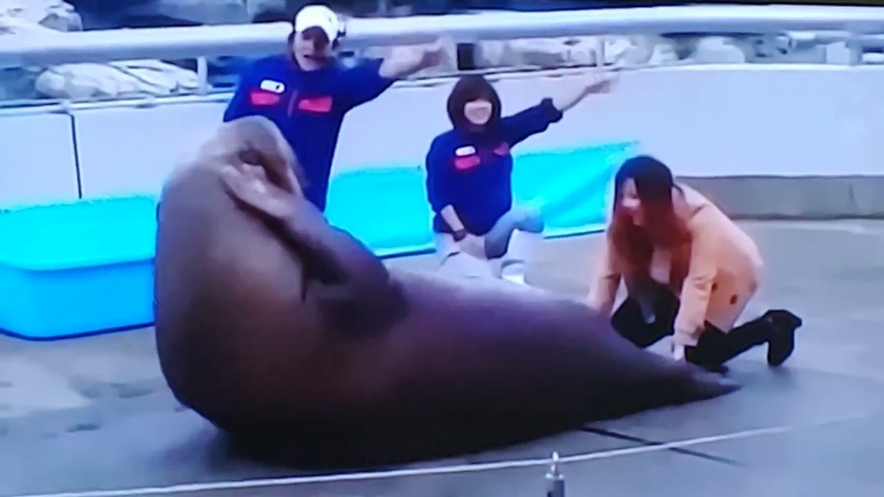 Walrus doing set-up trying to bring his weight down.funny.ha.