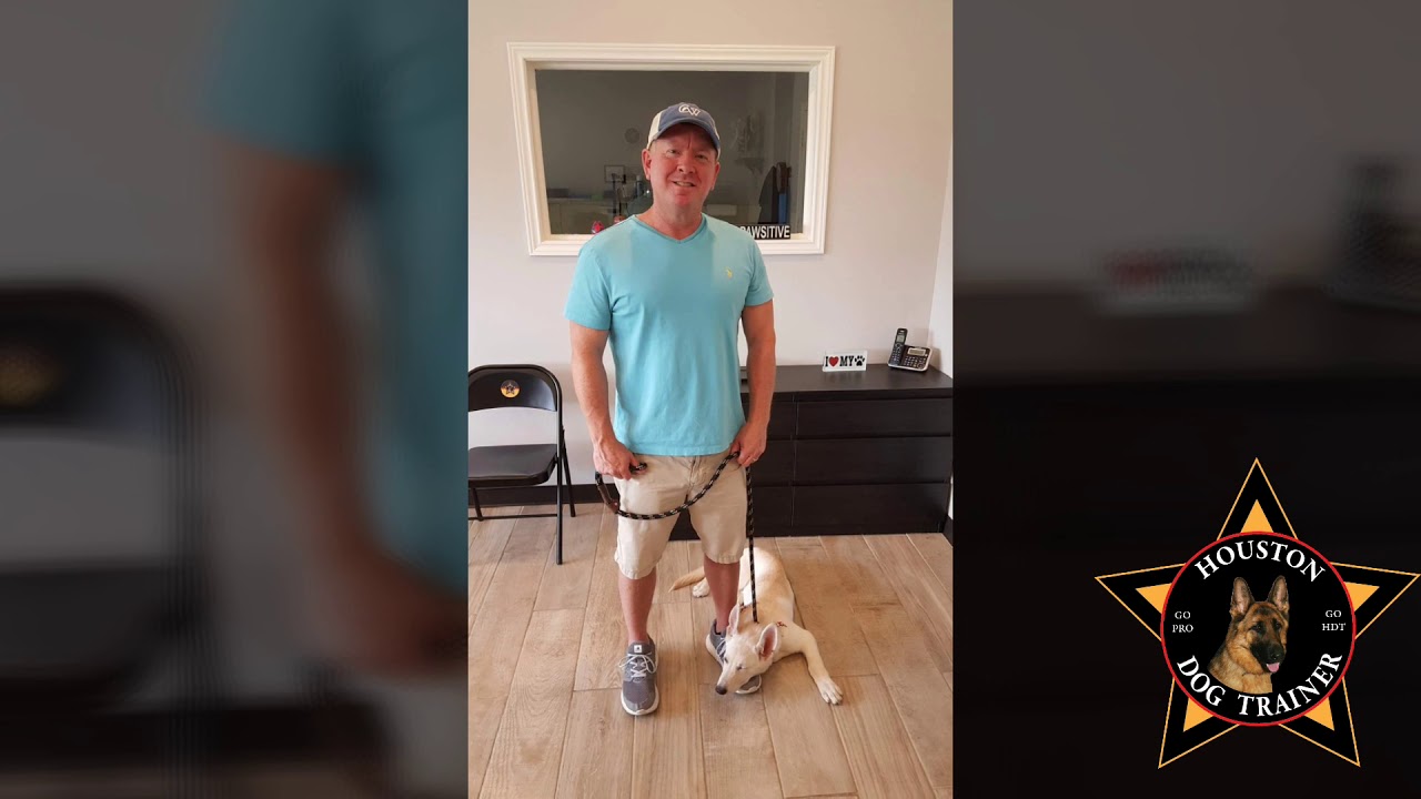 White German Shepherd obedience trained The HOUSTON DOG TRAINER