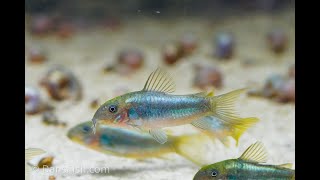 Aquarium Tour - I've NEVER SEEN some of these FISH Before!