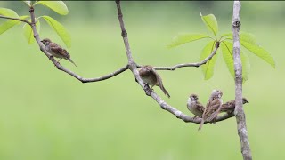 Sparrows preening shortly after it rained