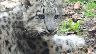 Playful Snow Leopard Cub