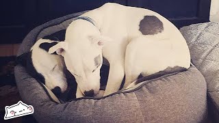 Rescue Bull Terriers Recognise Each Other After A Year Apart | Cuddle Friends
