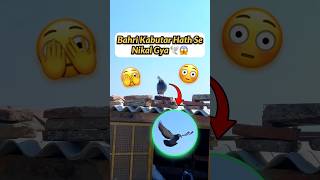 Bahri Kabutari Bahut Chalak Hai 🕊️🤯              #shorts #kabutarbazi #pigeonvlog #petswithbalaji