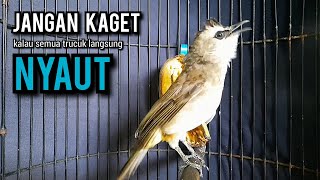 Download Lagu trucukan gacor TARUNG ROPEL PANJANG pancingan trucukan agar bunyi jadikan burung trucuk gacor NYAUT MP3