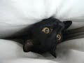 クロひげ猫