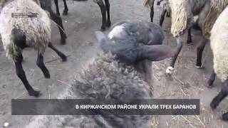 2016 09 01 HD В Киржаче из стада украли трех баранов