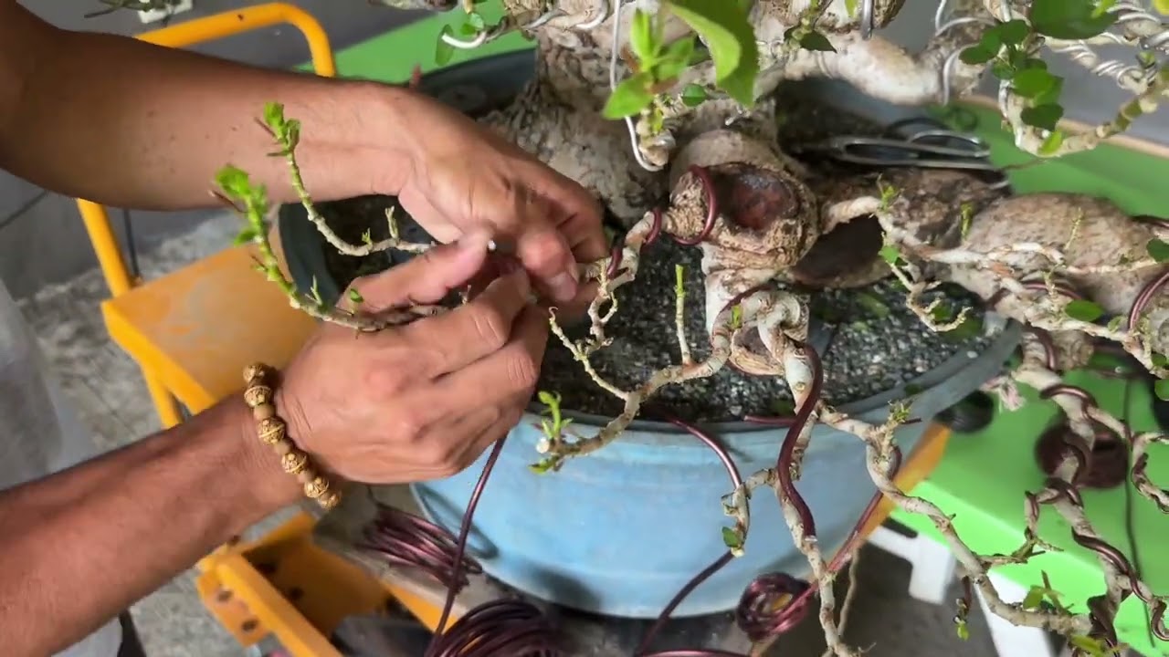 Vlog#41 Hibiscus cascade 3rd layout, #sustainablebonsai #tutorial 🌳🙇🏻‍♂️🫡🇵🇭